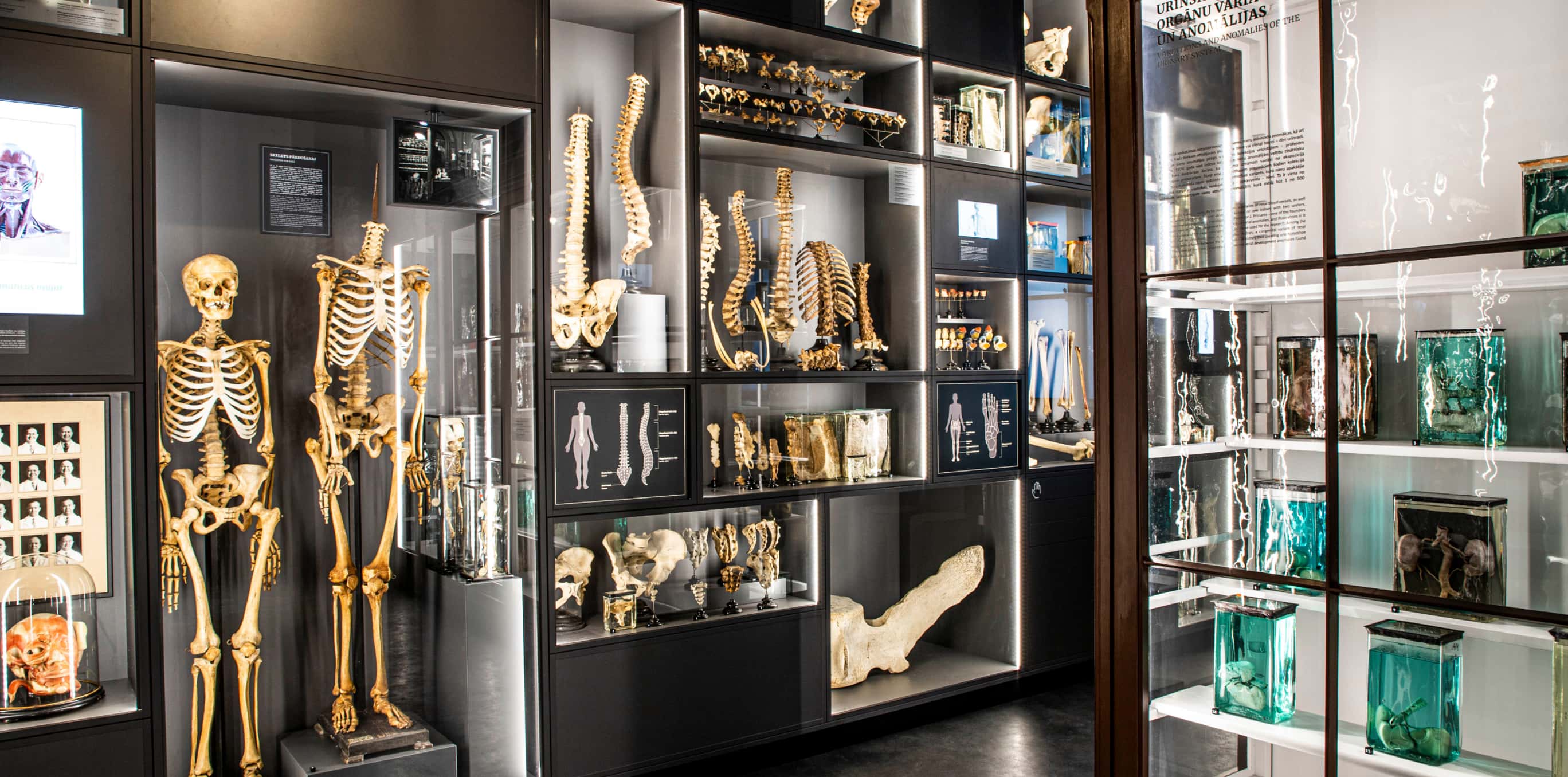 RSU anatomy museum